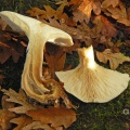 Clitocybe nebularis (Clouded Agaric)  Alan Prowse